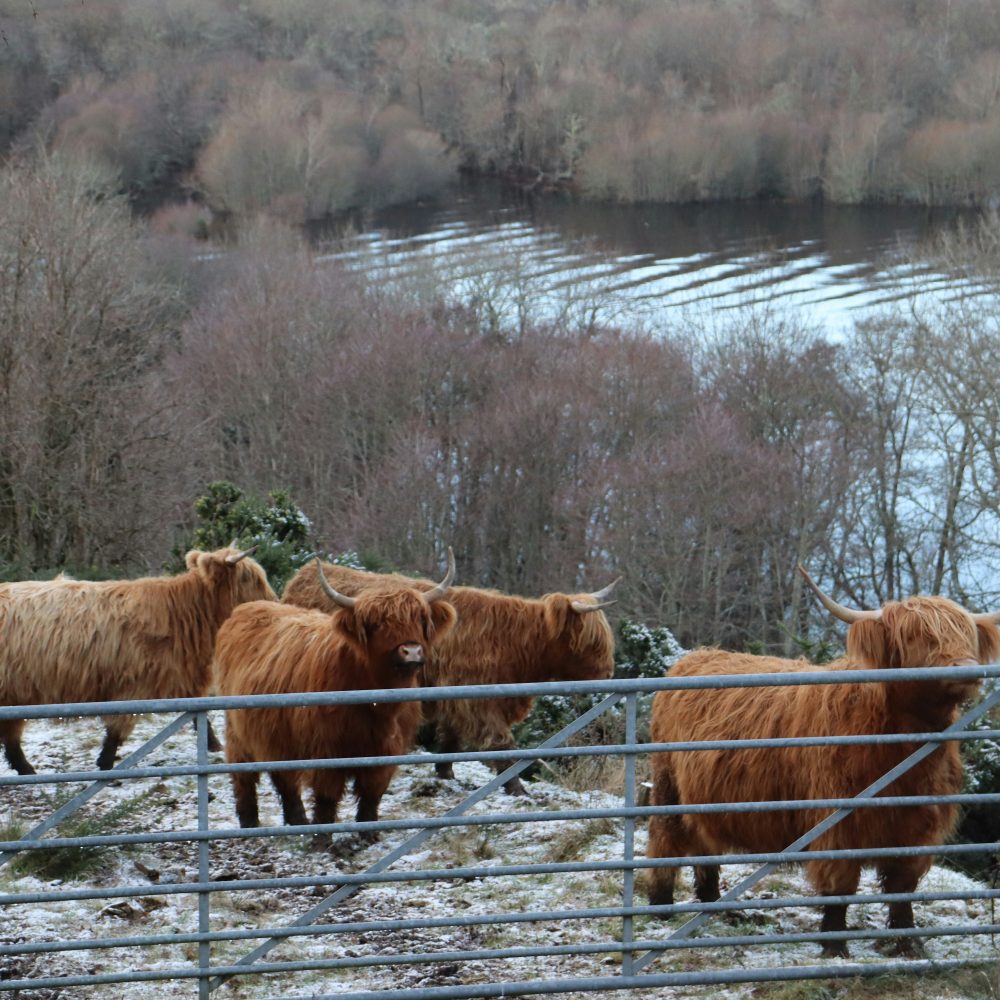 motorhome-respect-wildlife-highland-cows