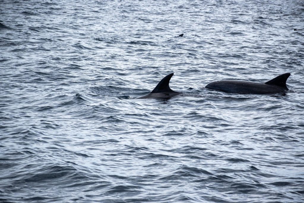 motorhome-dolphin-spotting