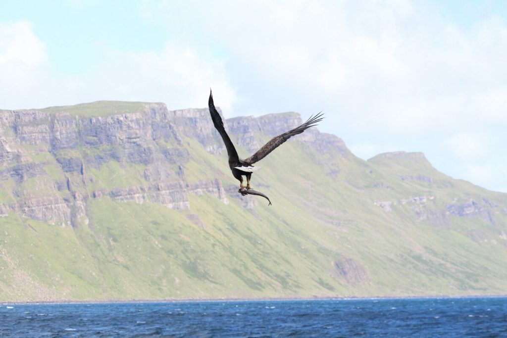 motorhome-sea-eagle