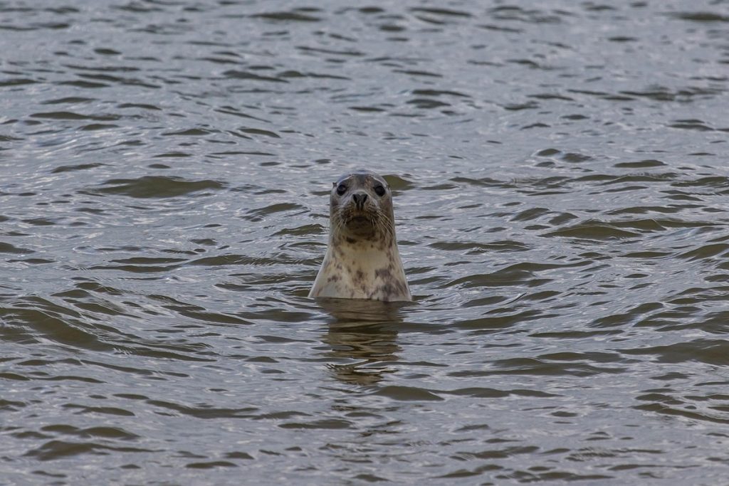 motorhome-seal-spotting