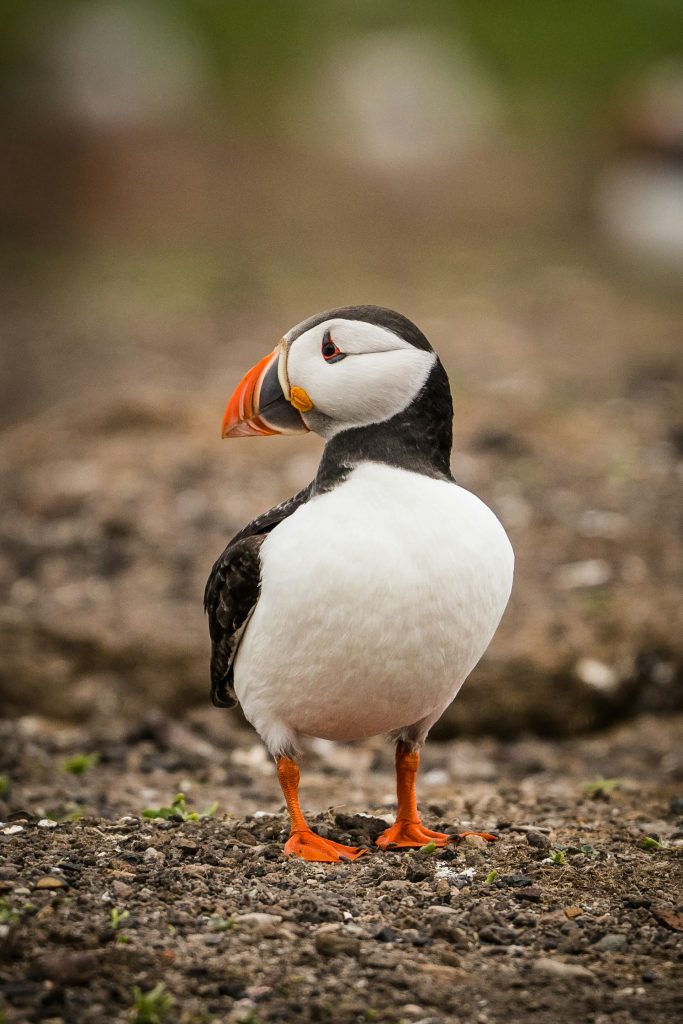 motorhomes-puffin